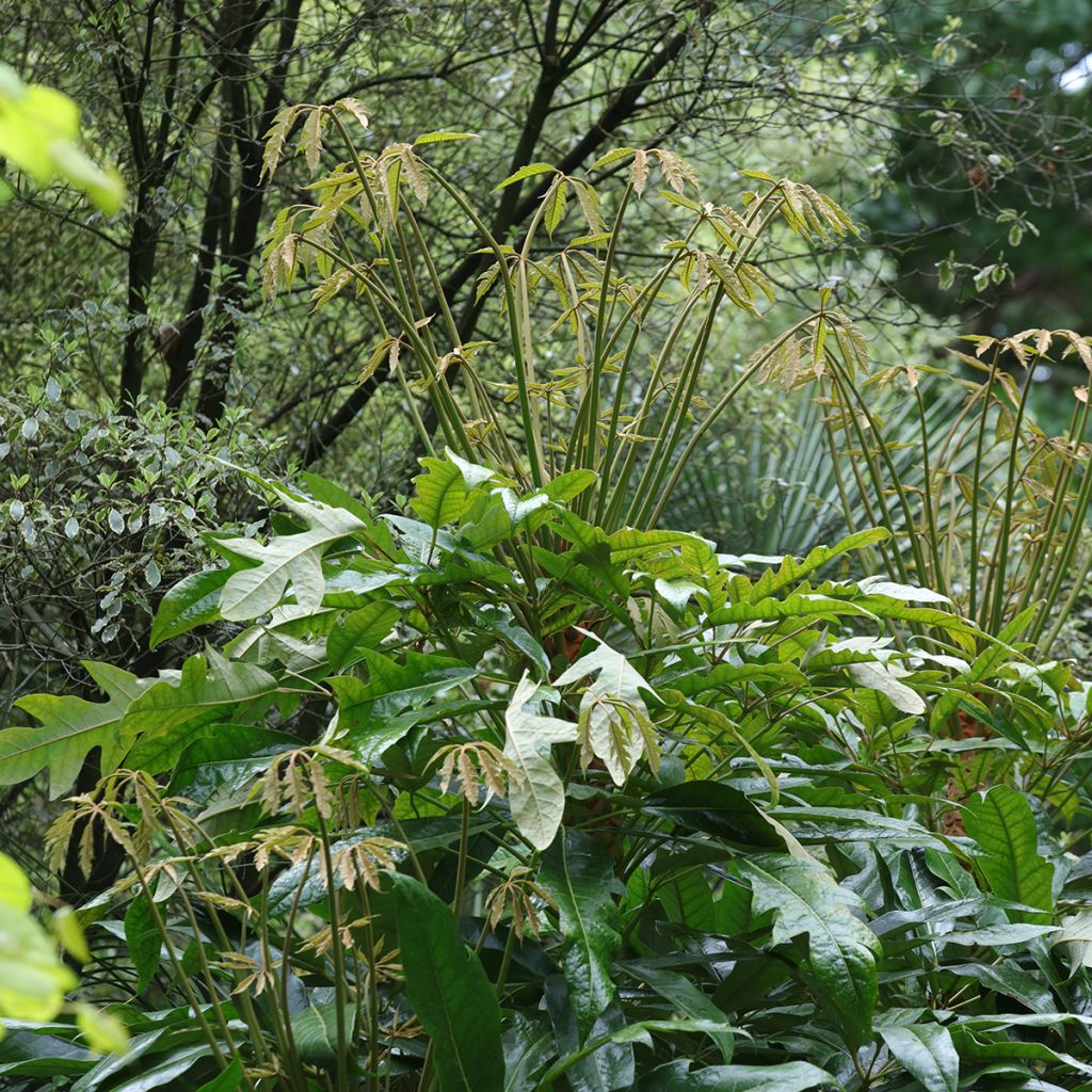 Schefflera delavayi - Vingersboom