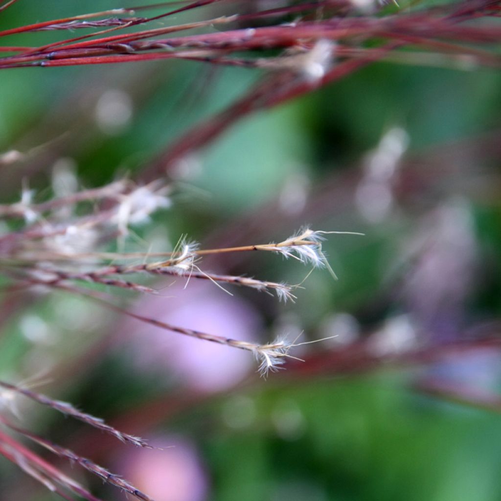 Schizachyrium scoparium Blue Heaven - Prairiegras