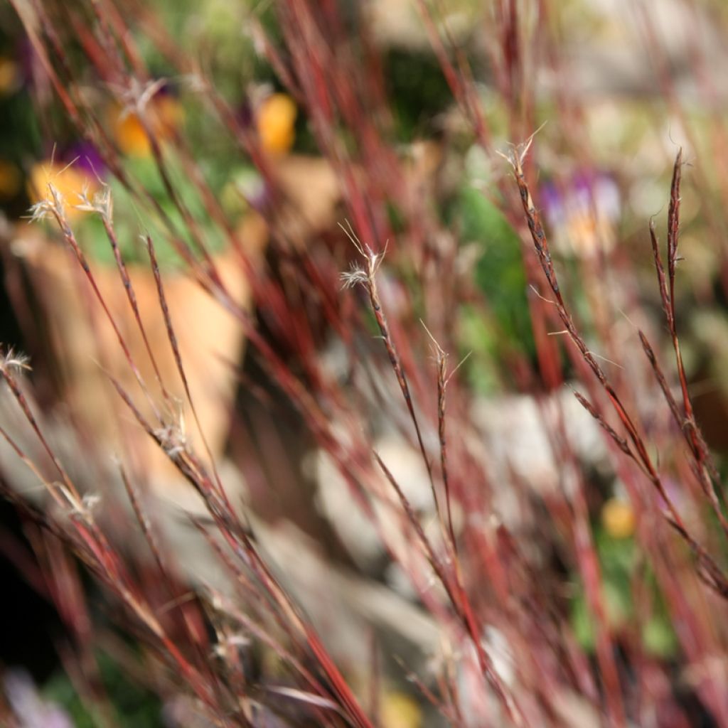 Schizachyrium scoparium Blue Heaven - Prairiegras