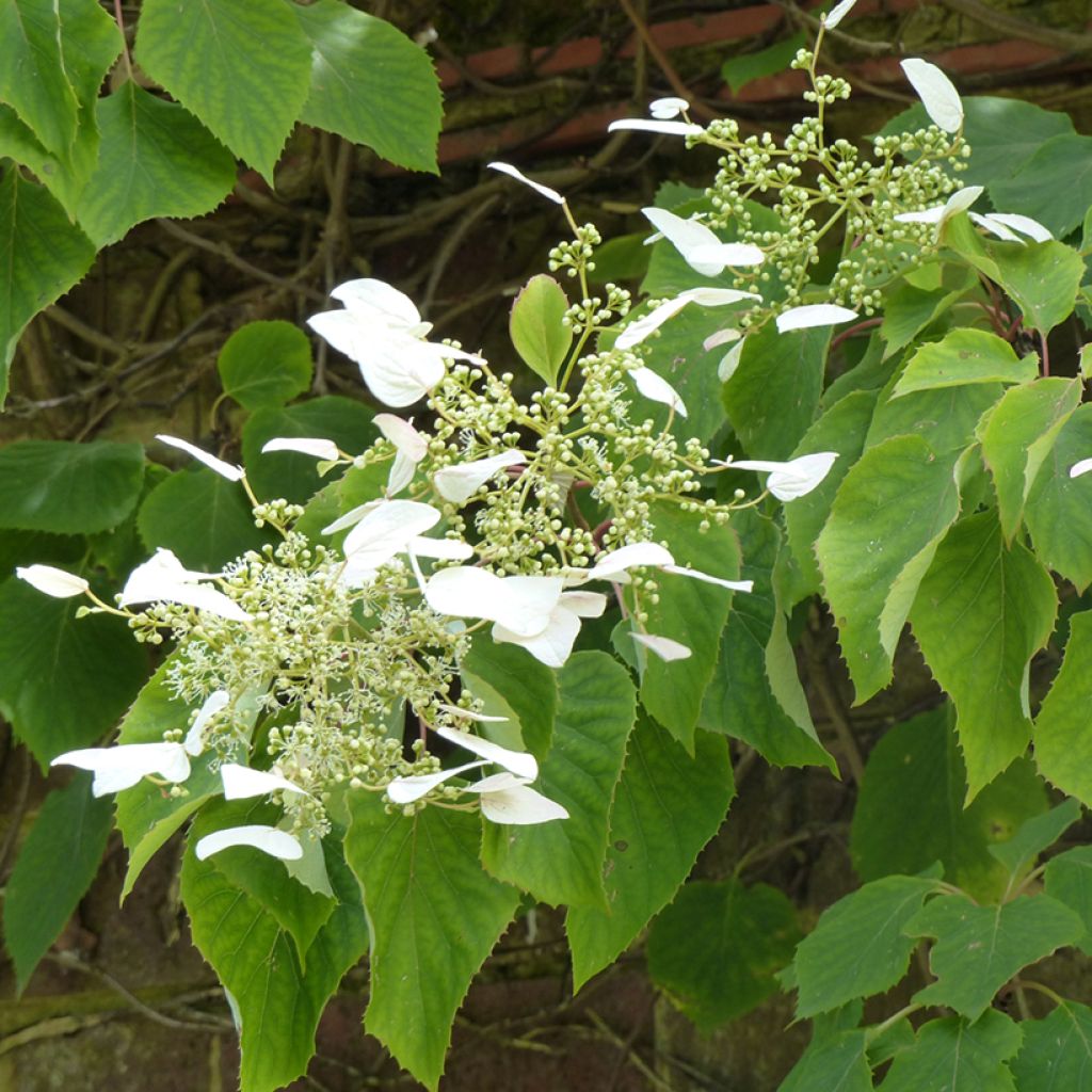 Schizophragma hydrangeoides - Valse klimhortensia