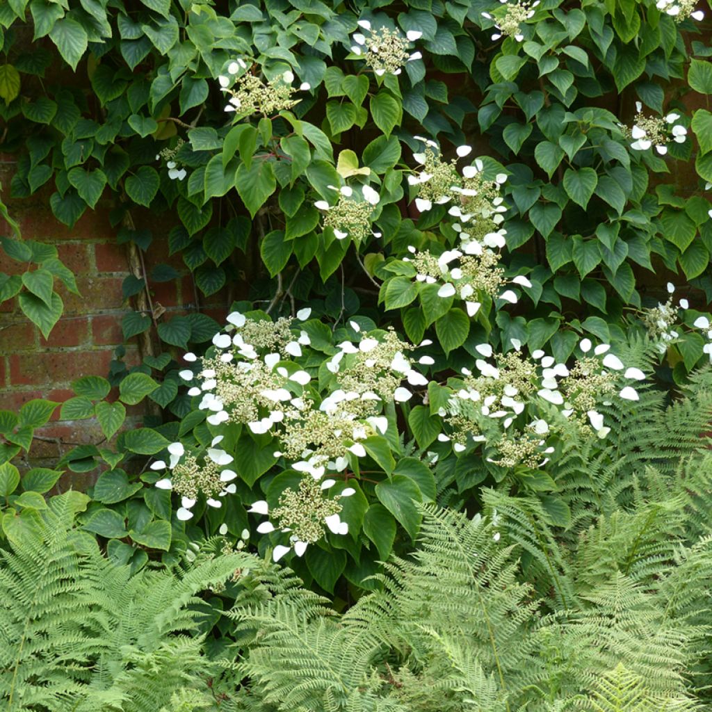 Schizophragma hydrangeoides - Valse klimhortensia