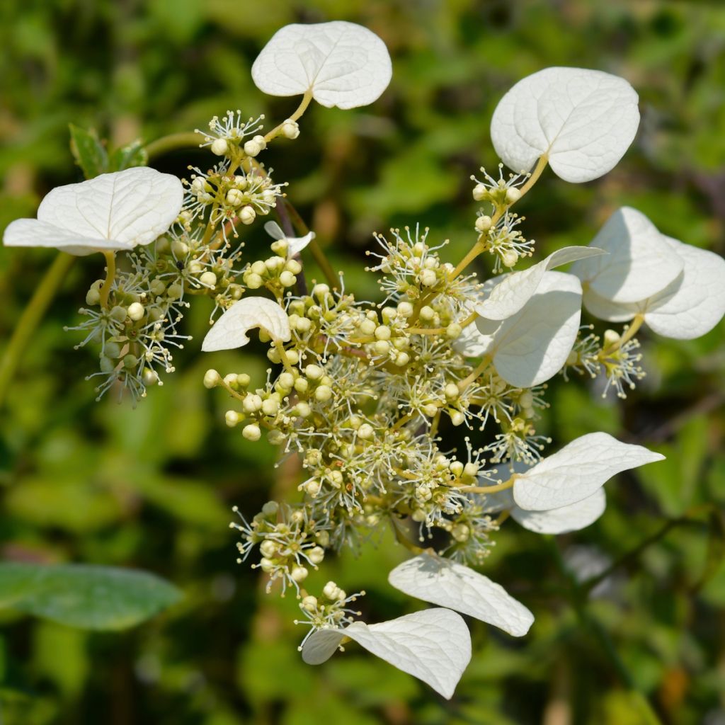 Schizophragma hydrangeoides Snow Sensation - Valse klimhortensia