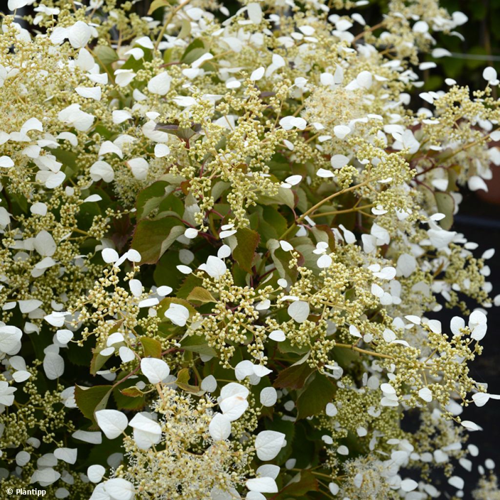 Schizophragma hydrangeoides Snow Sensation - Valse klimhortensia
