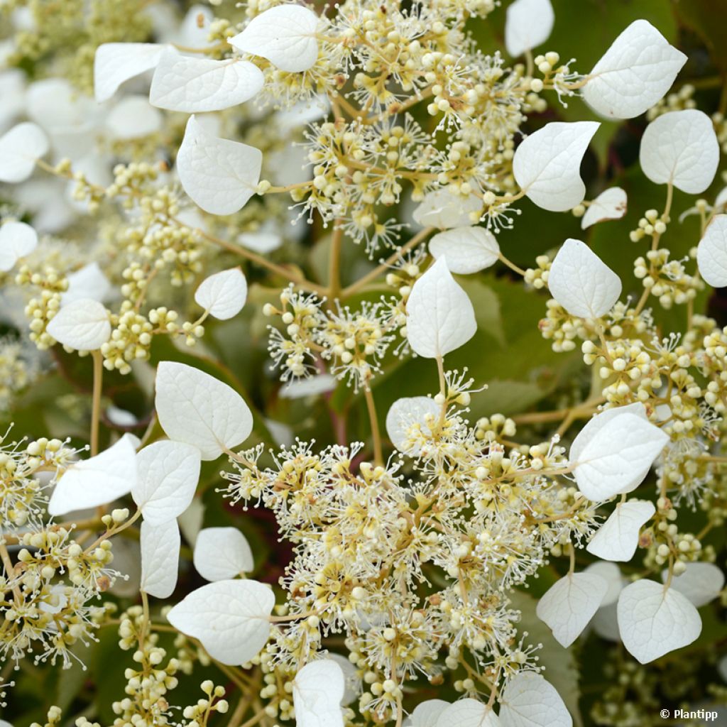 Schizophragma hydrangeoides Snow Sensation - Valse klimhortensia