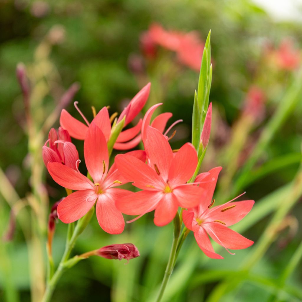Schizostylis coccinea - Moerasgladiool