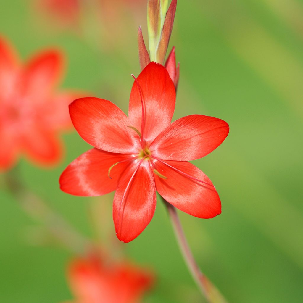 Schizostylis coccinea Major - Moerasgladiool