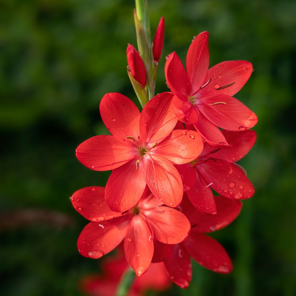 Schizostylis coccinea Major - Moerasgladiool