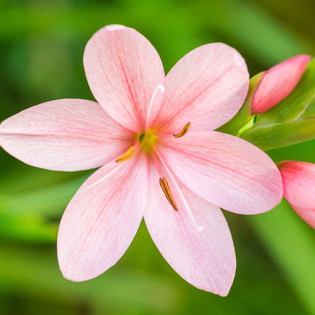 Schizostylis coccinea Rosea - Moerasgladiool