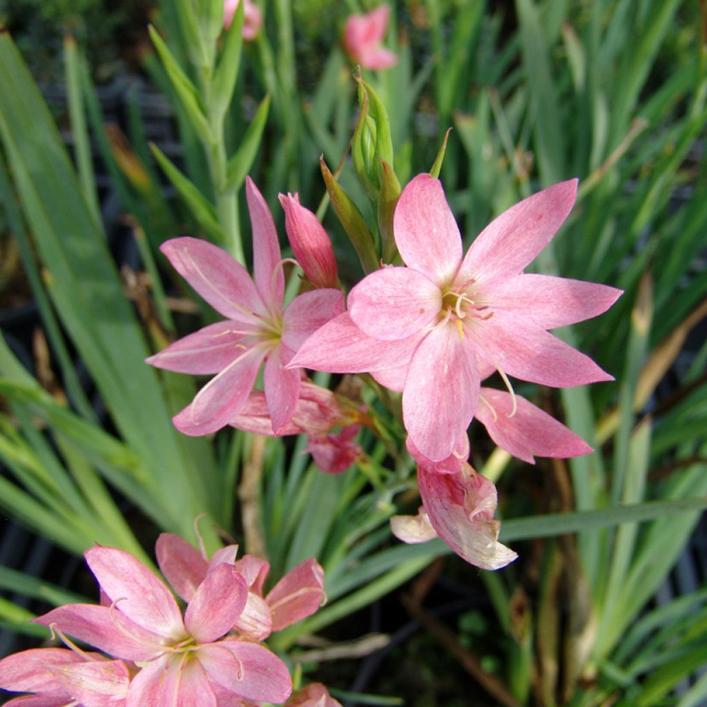 Schizostylis coccinea Rosea - Moerasgladiool