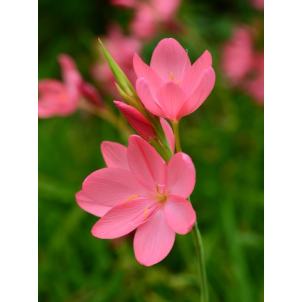 Schizostylis coccinea Mrs Hegarty - Moerasgladiool