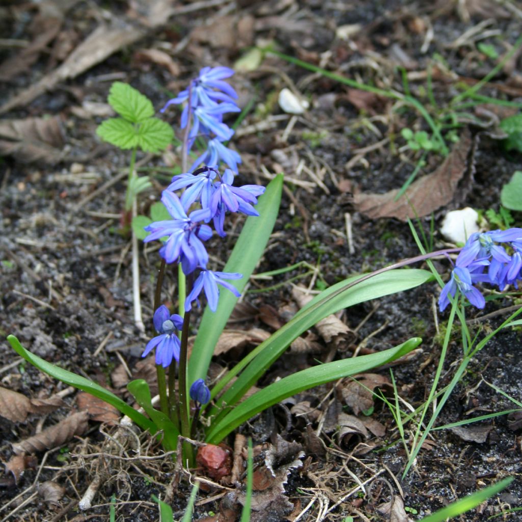 Scilla siberica - Oosterse sterhyacint