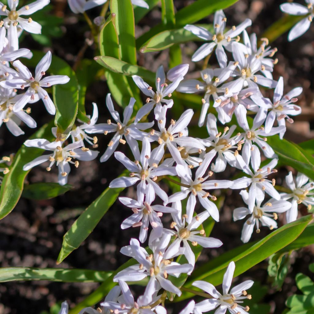 Scilla bifolia Rosea - Vroege sterhyacint