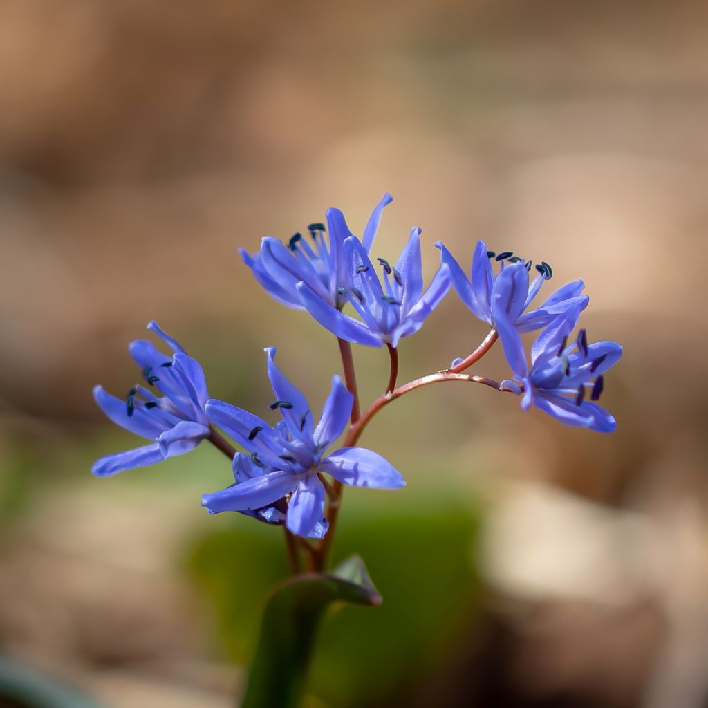 Scilla bifolia - Vroege sterhyacint