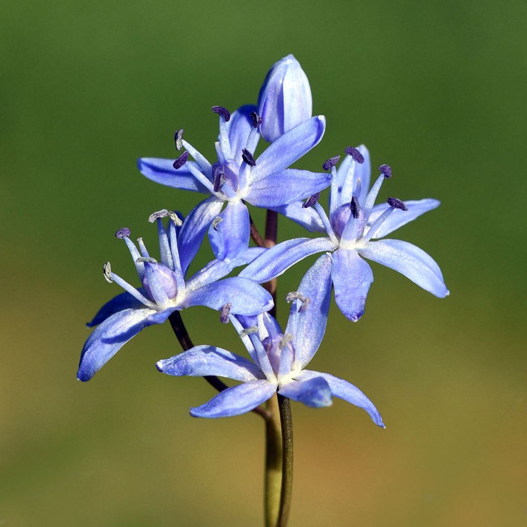 Scilla bifolia - Vroege sterhyacint