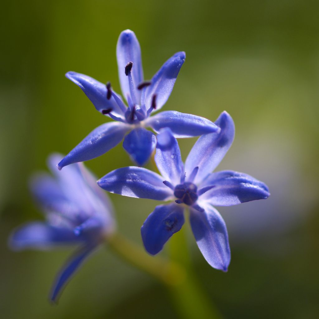 Scilla bifolia - Vroege sterhyacint