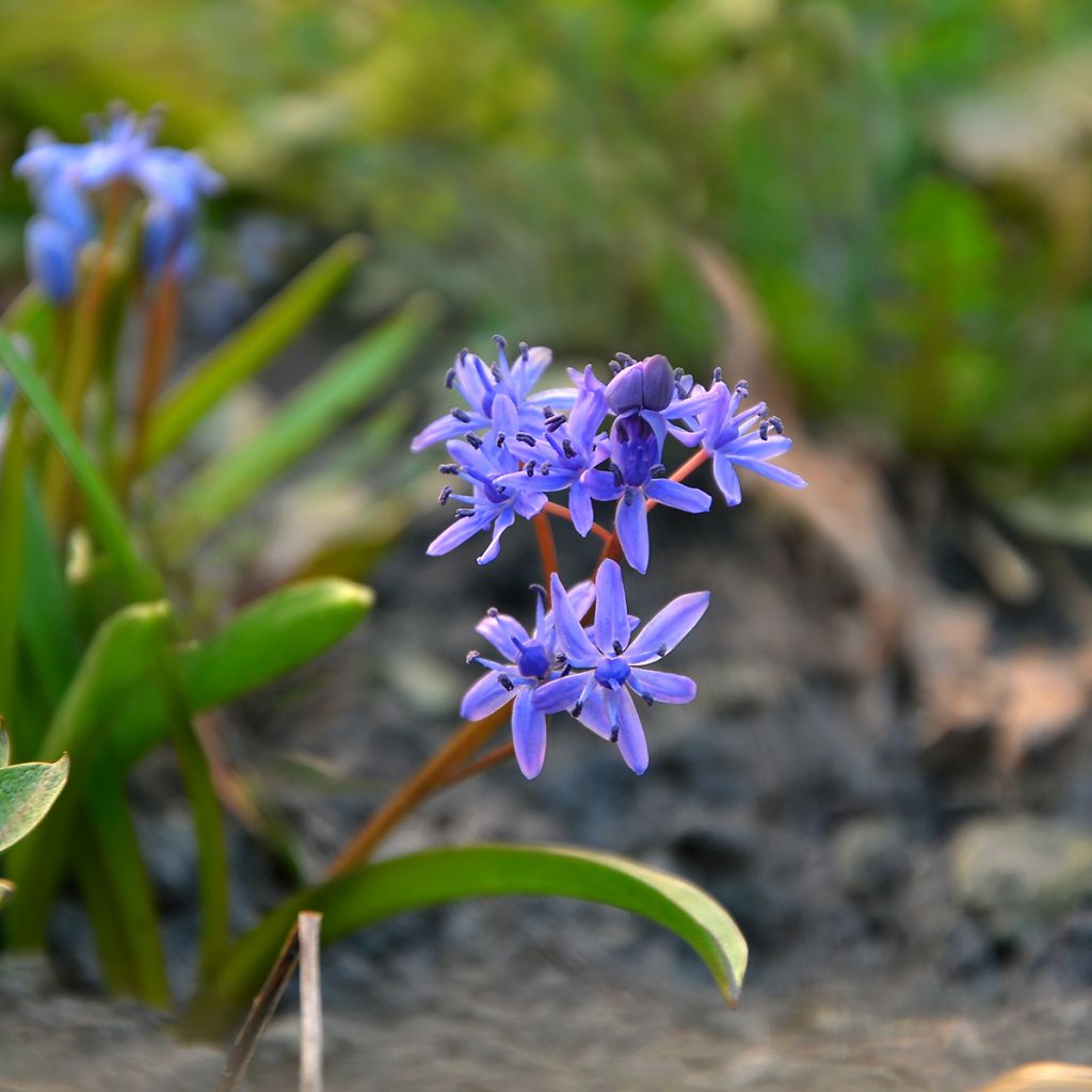 Scilla siberica Spring Beauty - Oosterse sterhyacint