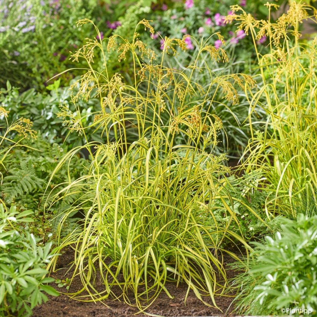 Scirpus pendulus Stars and Strips