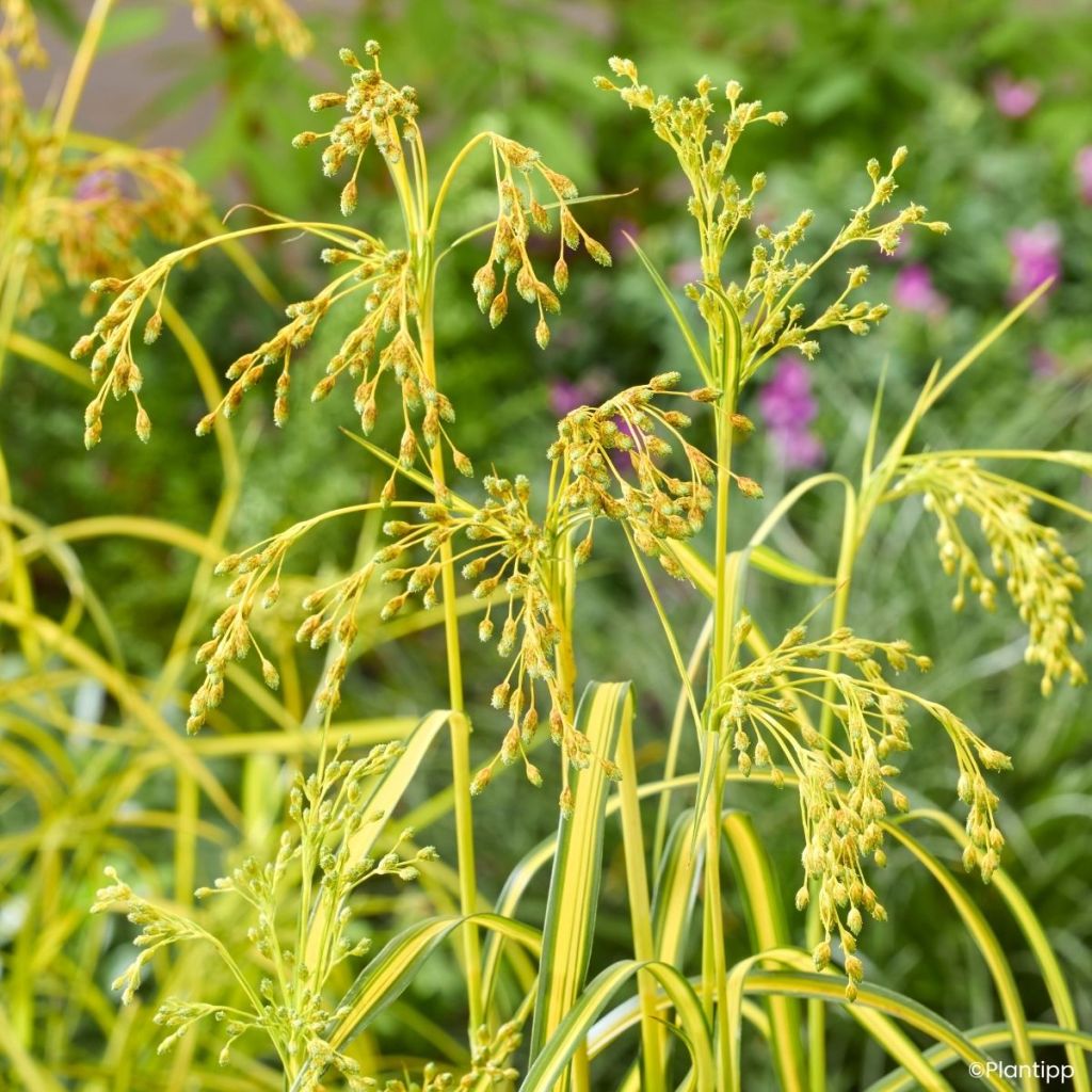 Scirpus pendulus Stars and Strips