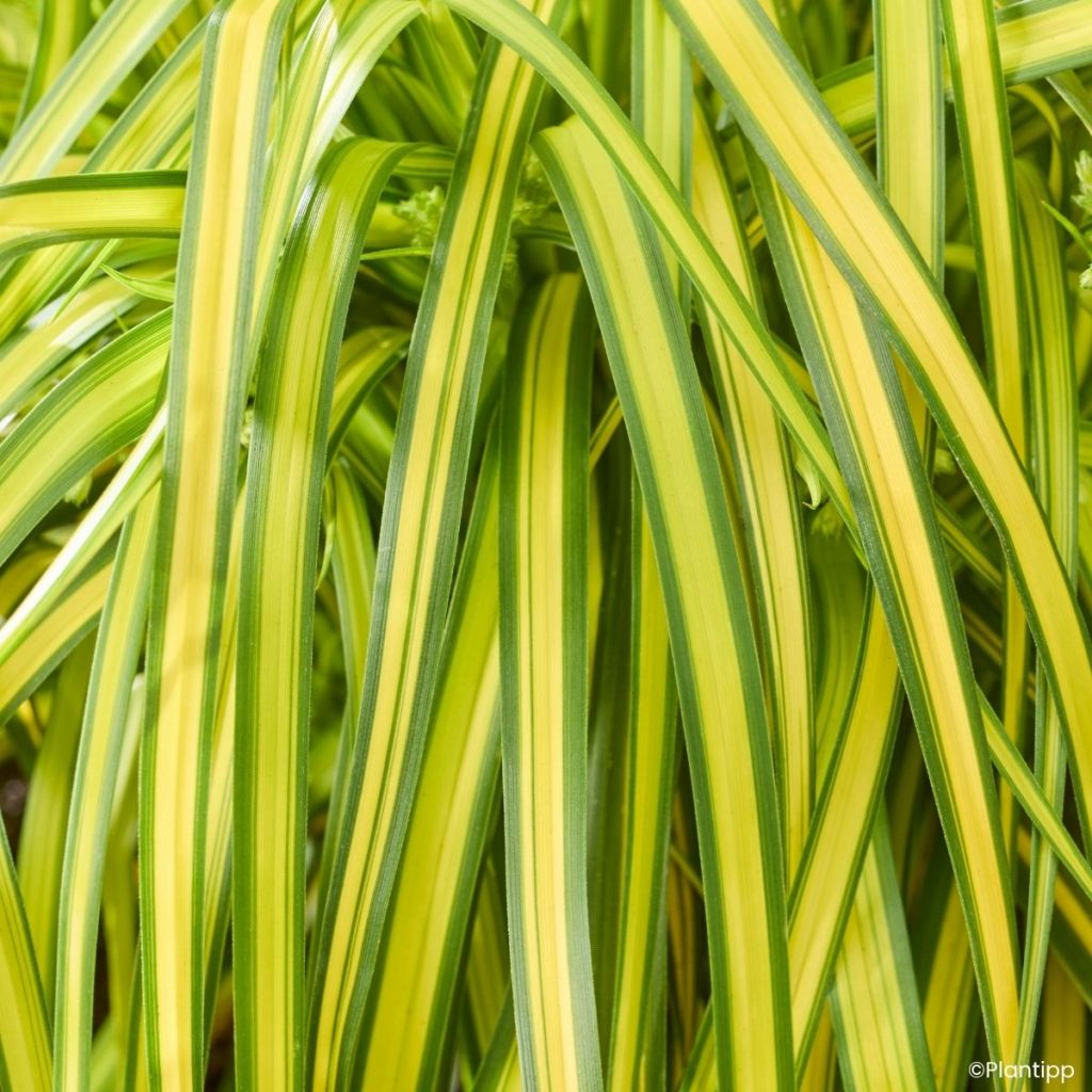 Scirpus pendulus Stars and Strips