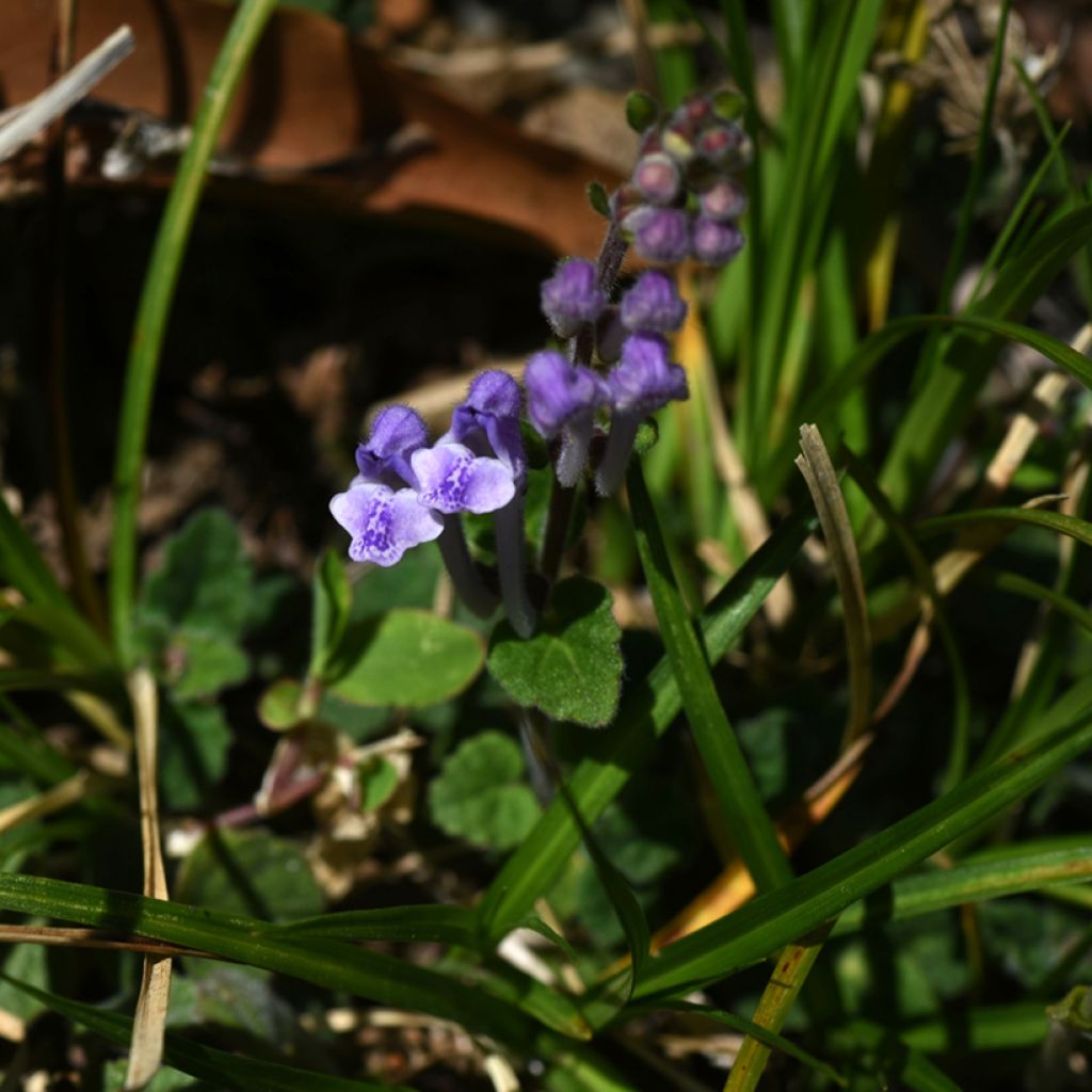 Scutellaria indica var. parviflora - Kleine helmkruid