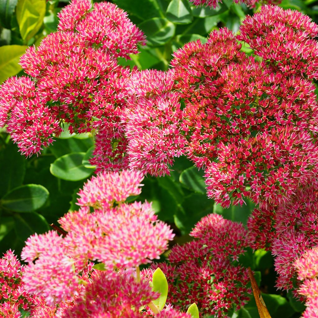 Sedum Herbstfreude - Hemelsleutel