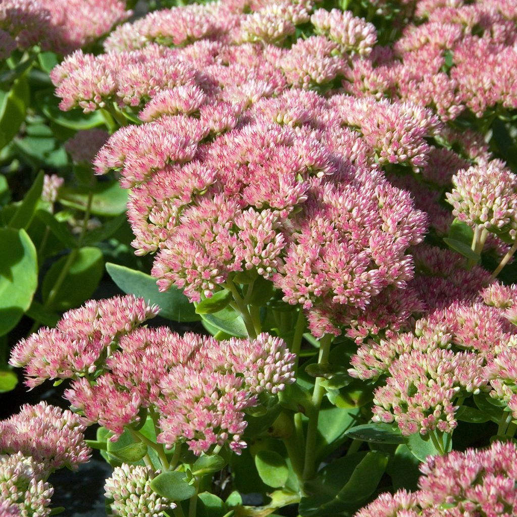 Sedum Herbstfreude - Hemelsleutel