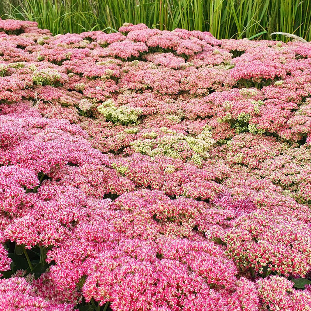 Sedum Herbstfreude - Hemelsleutel