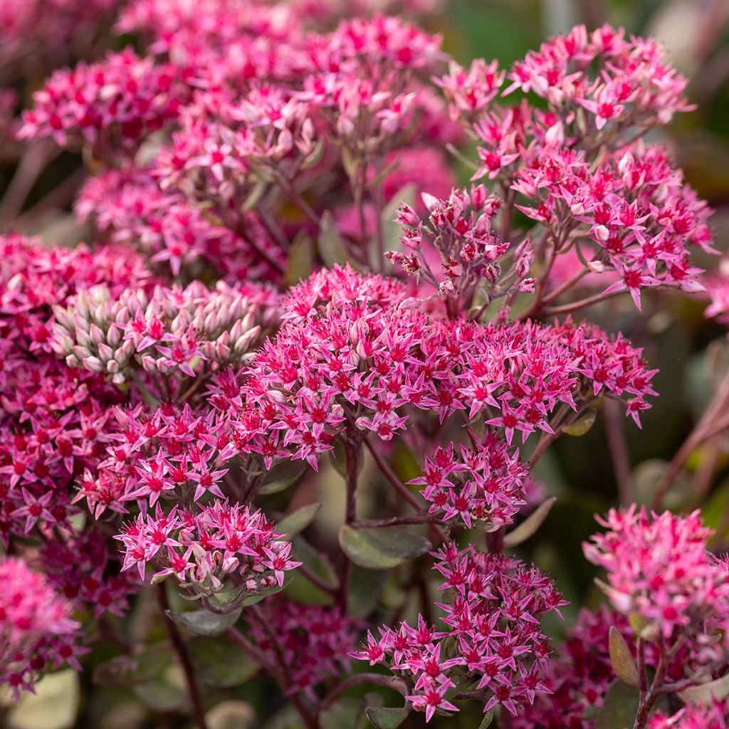 Sedum telephium Thunderhead - Hemelsleutel