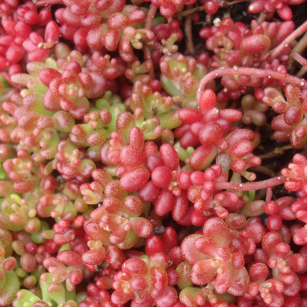 Sedum album Coral Carpet - Wit vetkruid