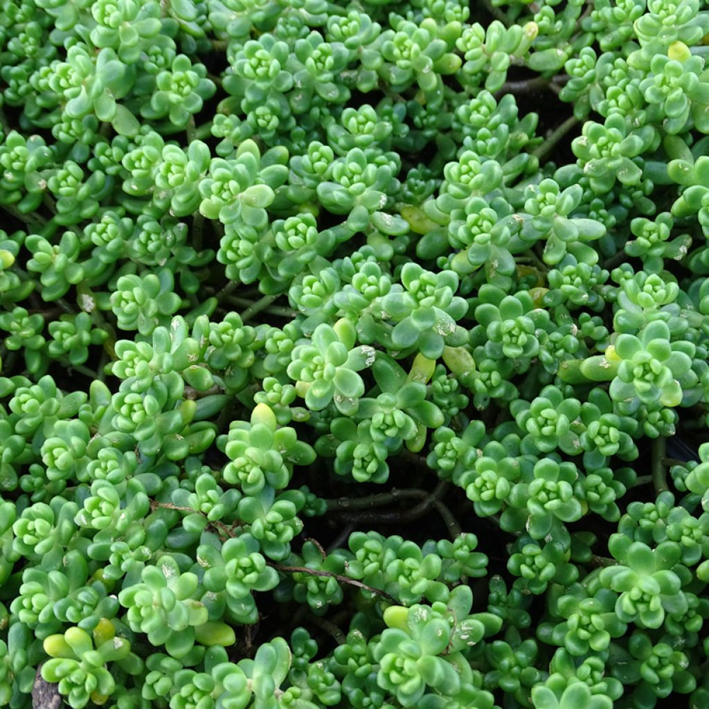 Sedum divergens - Vetkruid