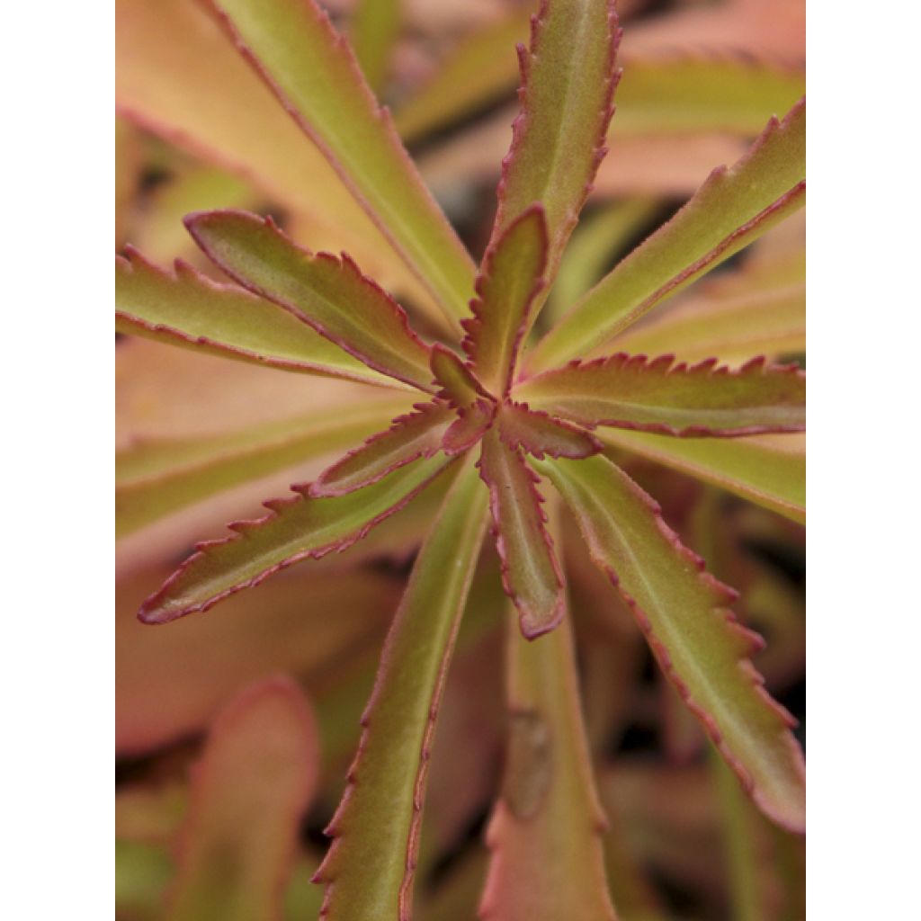 Sedum kamtschaticum subsp. middendorffianum - Orpin du Kamtchatka