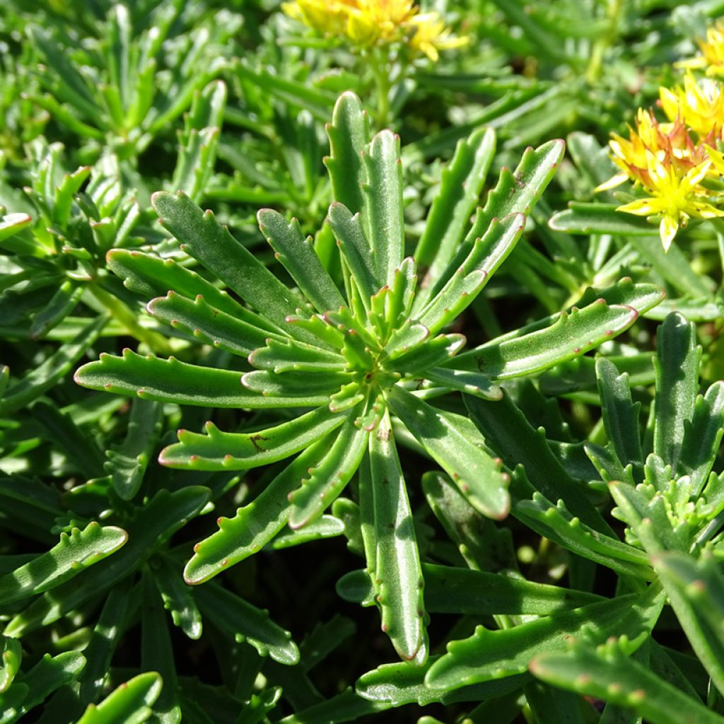 Sedum kamtschaticum subsp. middendorffianum - Orpin du Kamtchatka