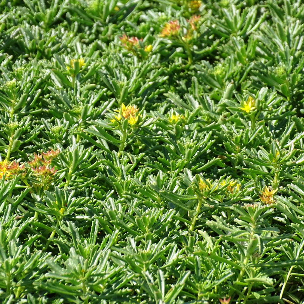 Sedum kamtschaticum subsp. middendorffianum - Orpin du Kamtchatka