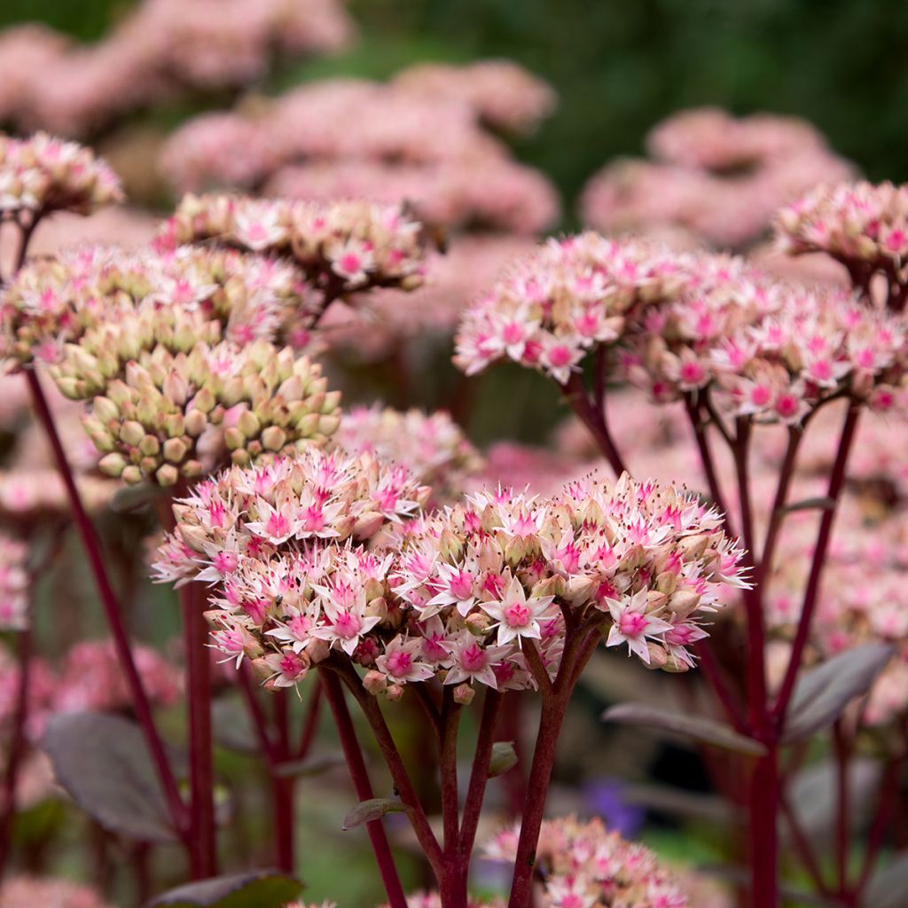 Sedum Matrona - Hemelsleutel