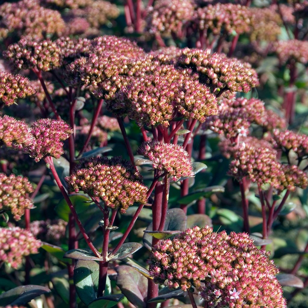 Sedum Matrona - Hemelsleutel