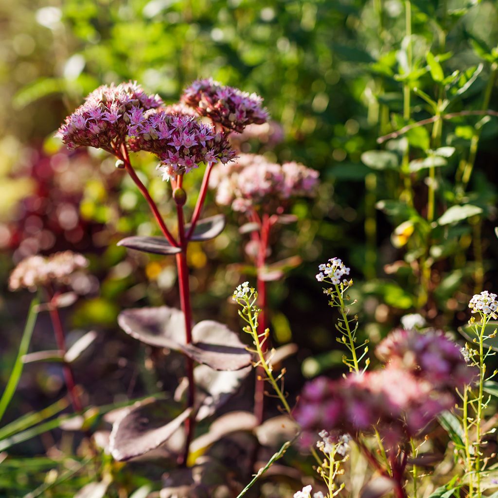 Sedum Matrona - Hemelsleutel