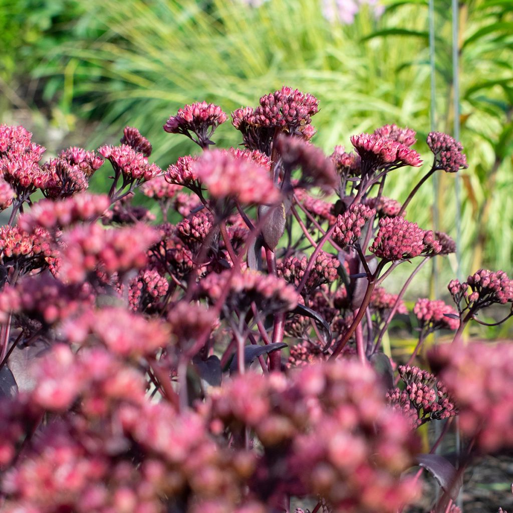 Sedum telephium Bon Bon - Hemelsleutel