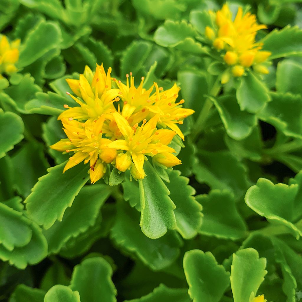 Sedum kamtschaticum - Kamtsjatka-muurpeper