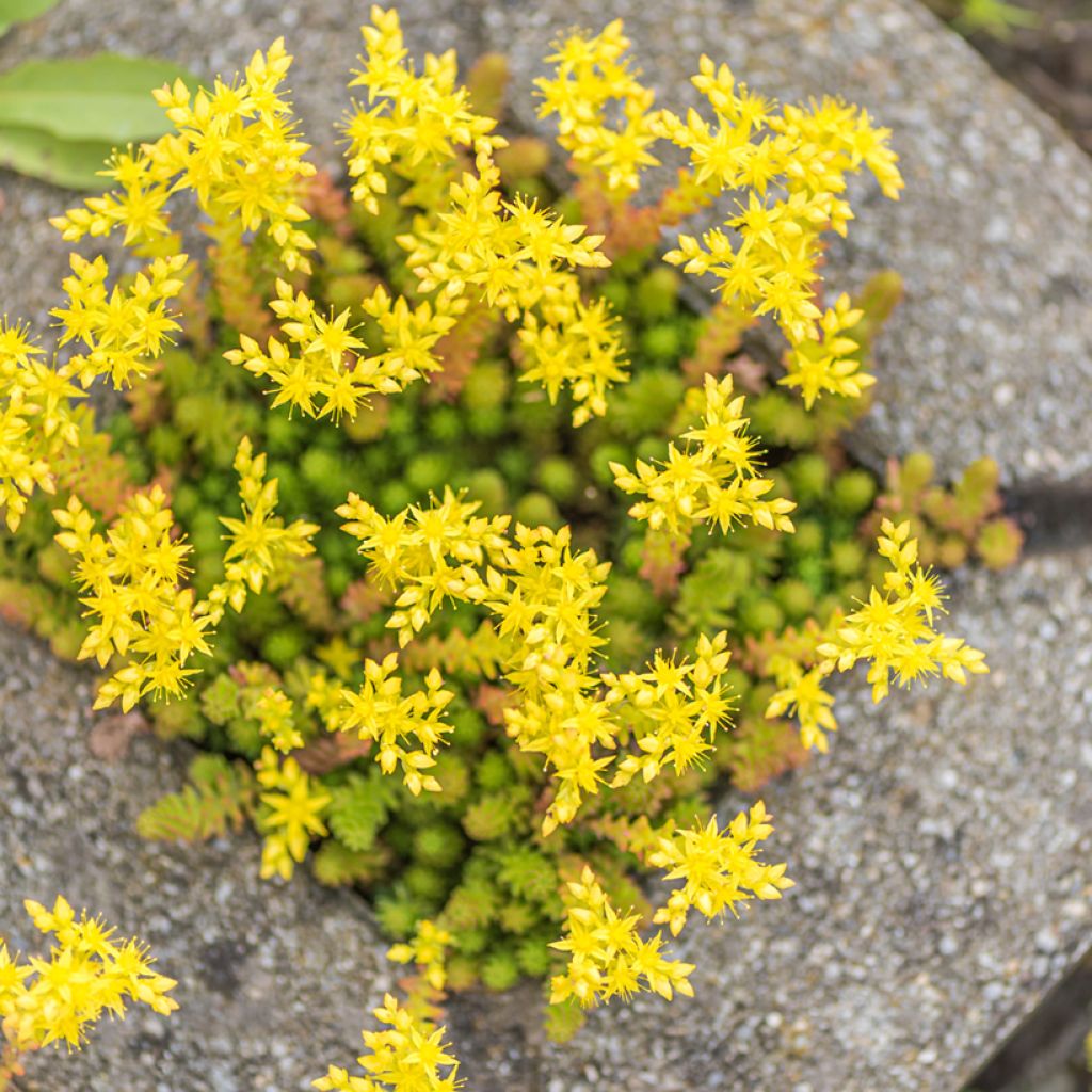 Sedum acre (zaad) - Muurpeper
