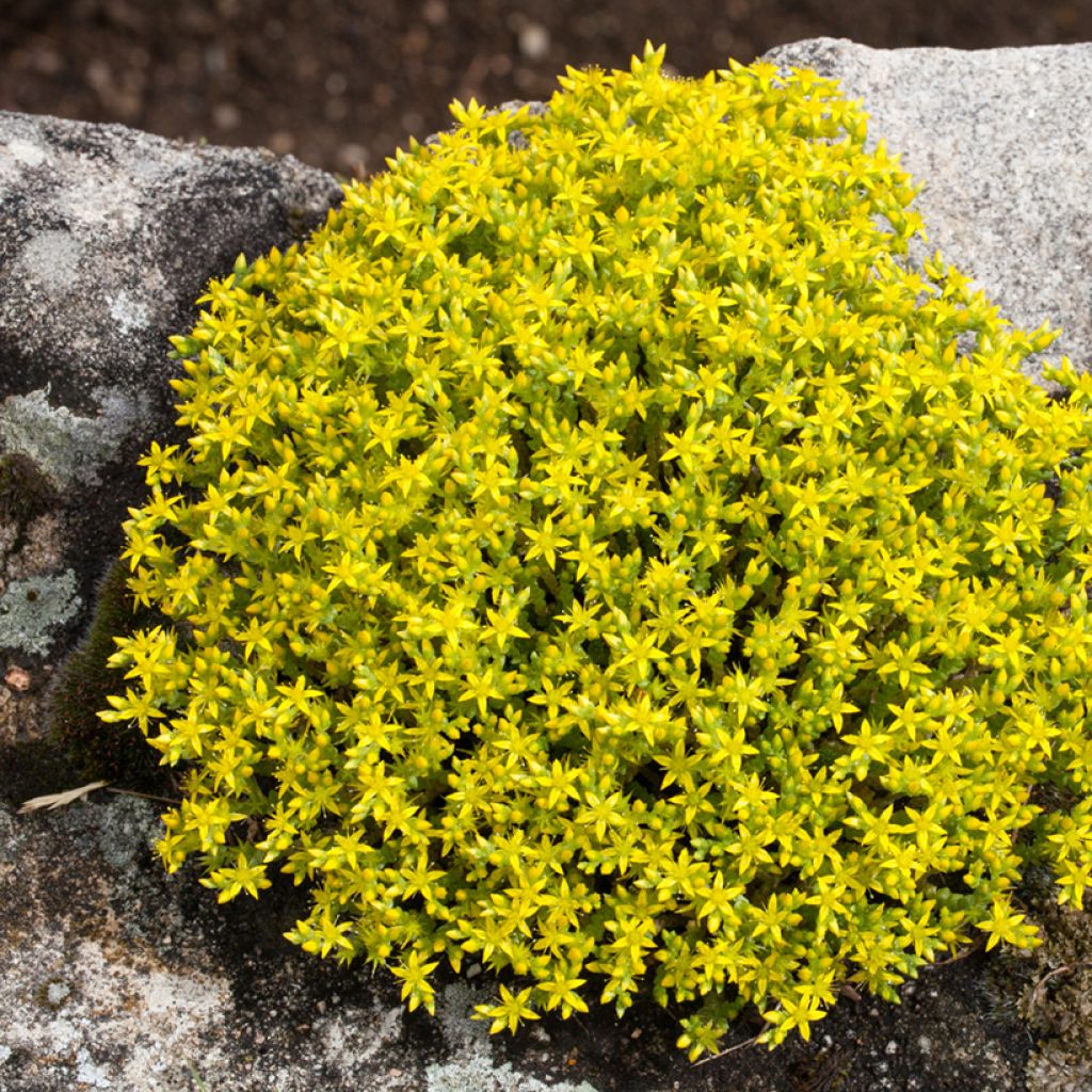 Sedum acre (zaad) - Muurpeper