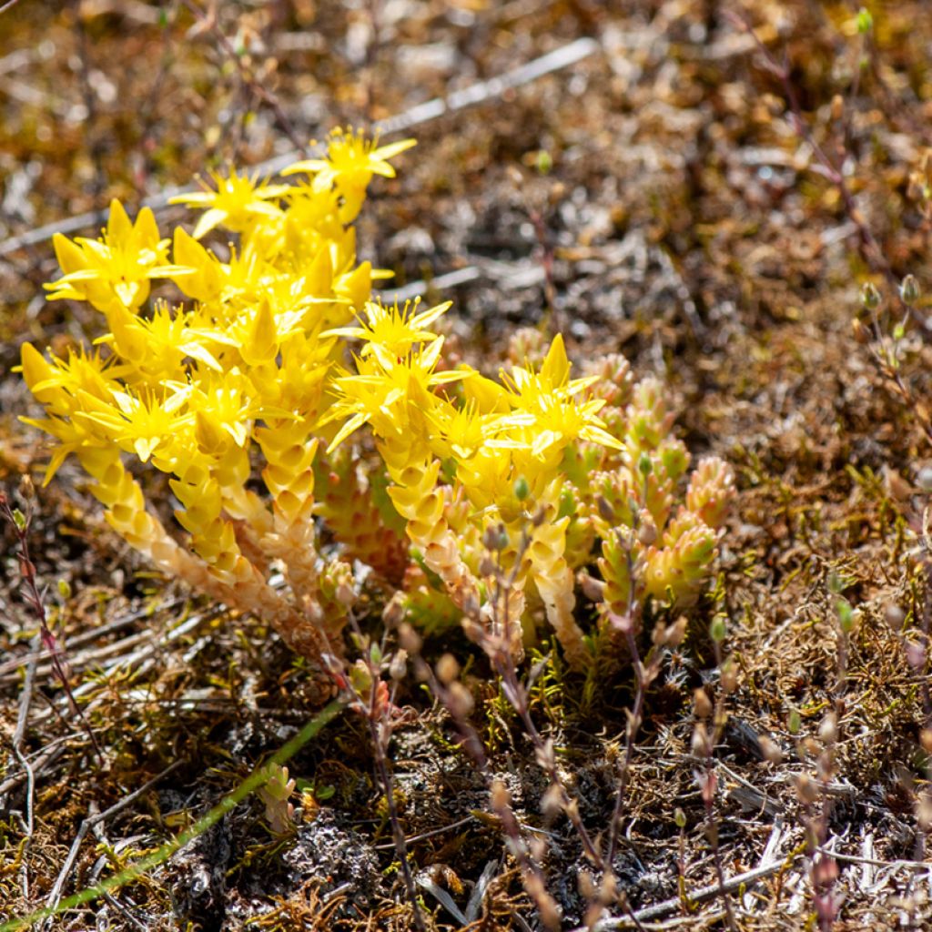 Sedum acre (zaad) - Muurpeper
