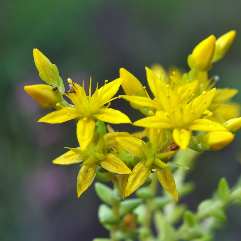 Sedum acre (zaad) - Muurpeper
