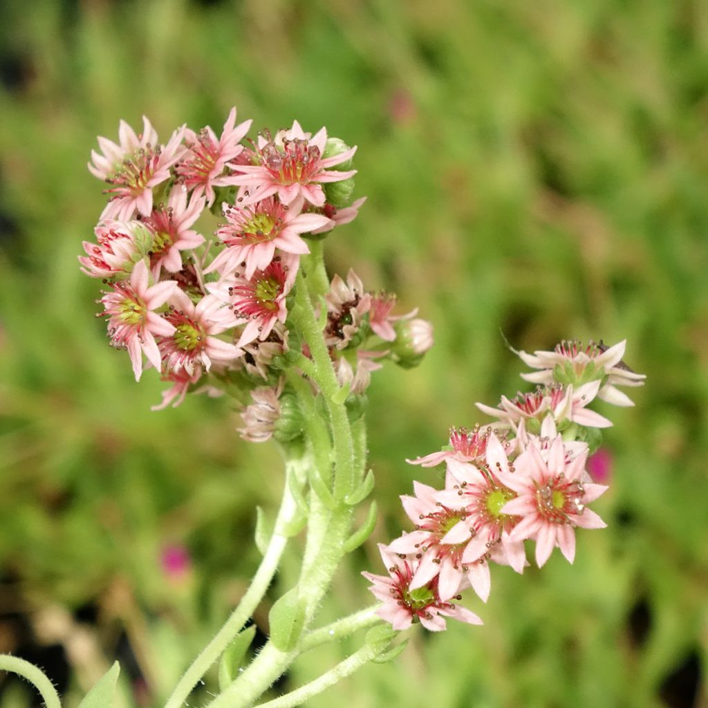 Sempervivum Chick Charms Cinnamon Starbust - Joubarbe