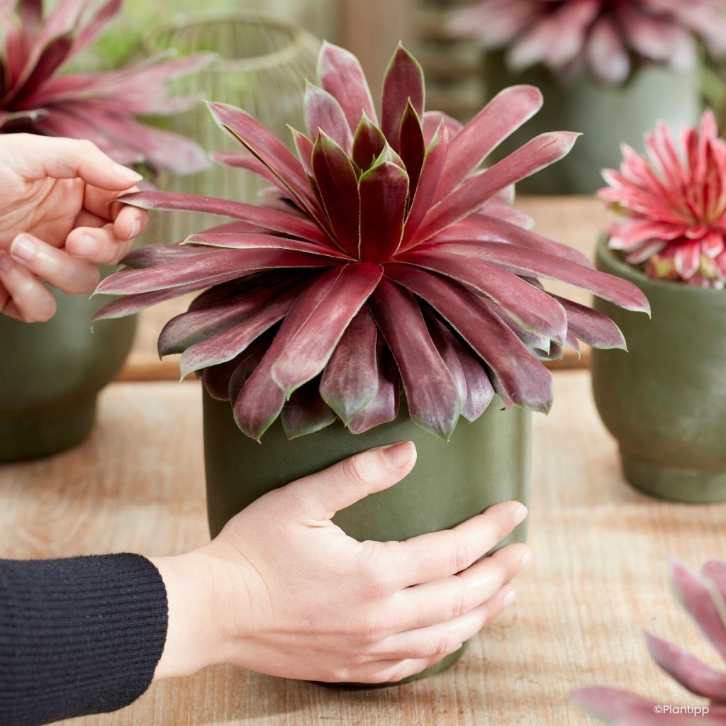 Sempervivum Chick Charms Giant Emerald Explosion - Huislook