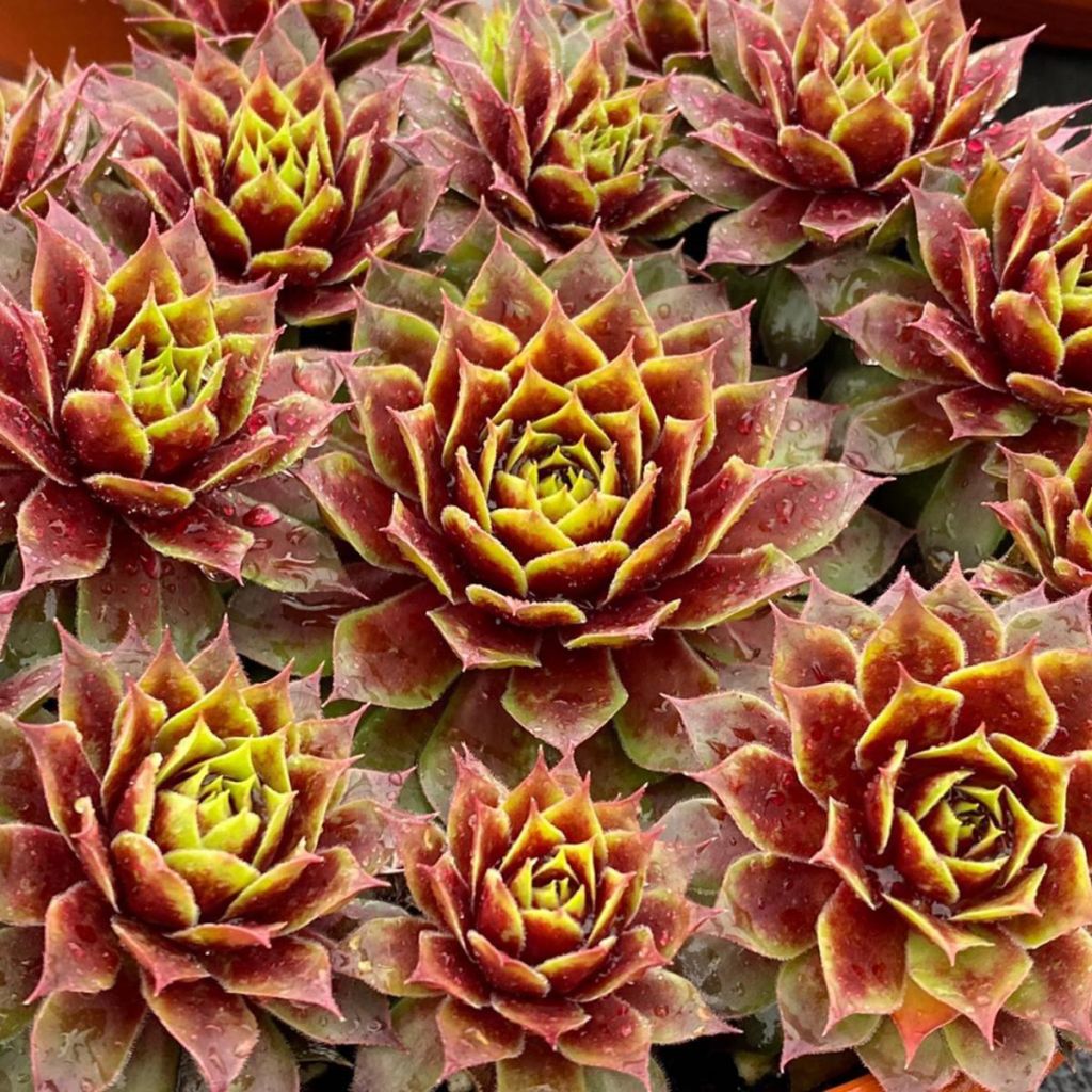 Sempervivum Chick Charms Gold Crown - Huislook