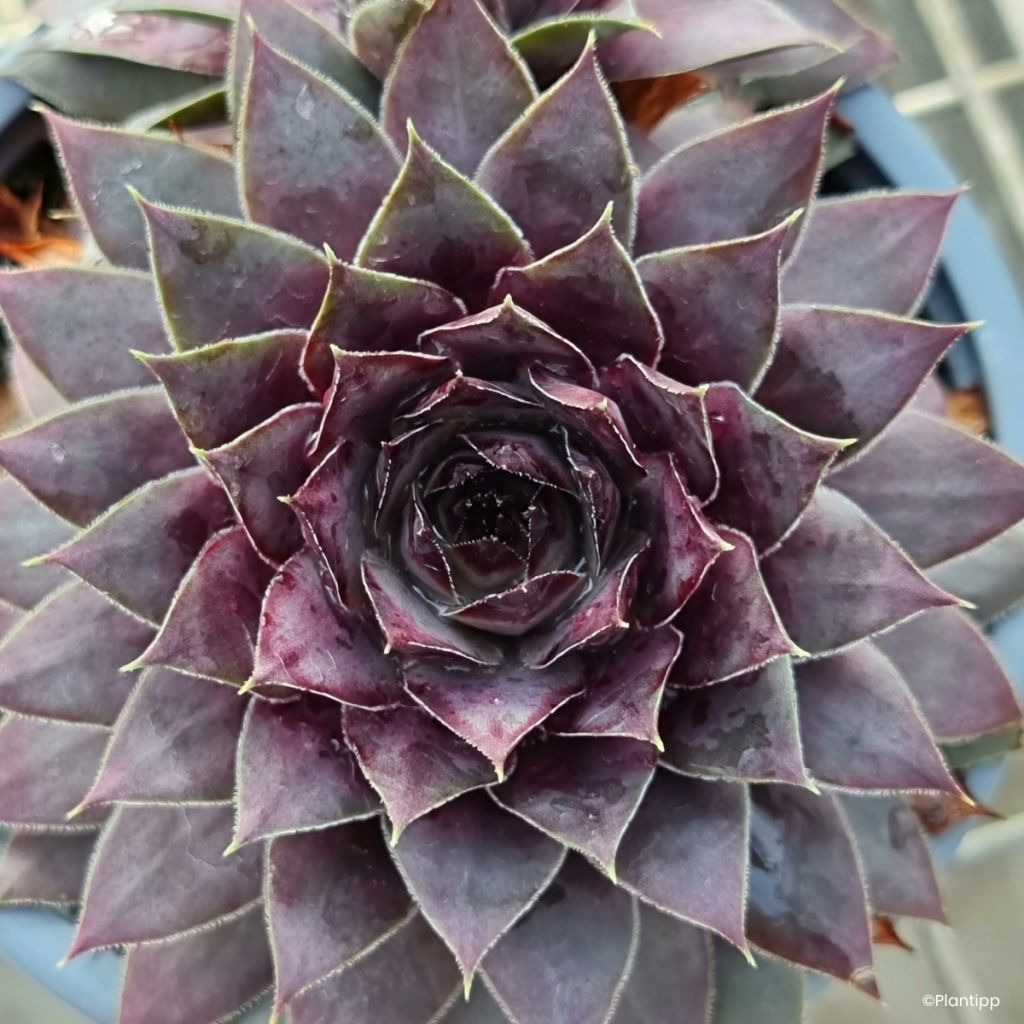 Sempervivum Chick Charms Grape Galaxy - Huislook