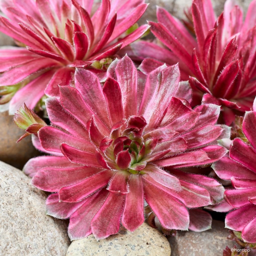 Sempervivum Chick Charms Lotus Blossom - Huislook