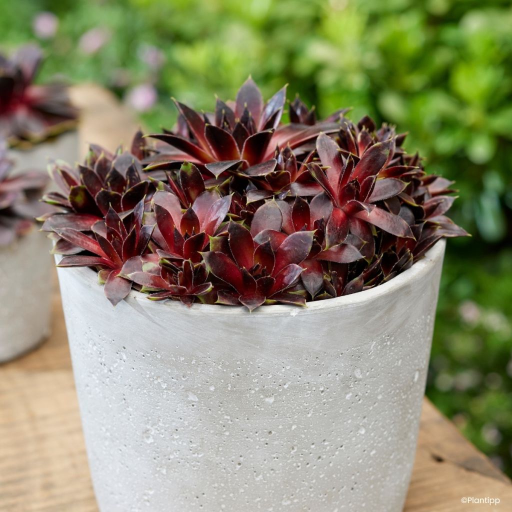 Sempervivum Coconut Crystal - Huislook