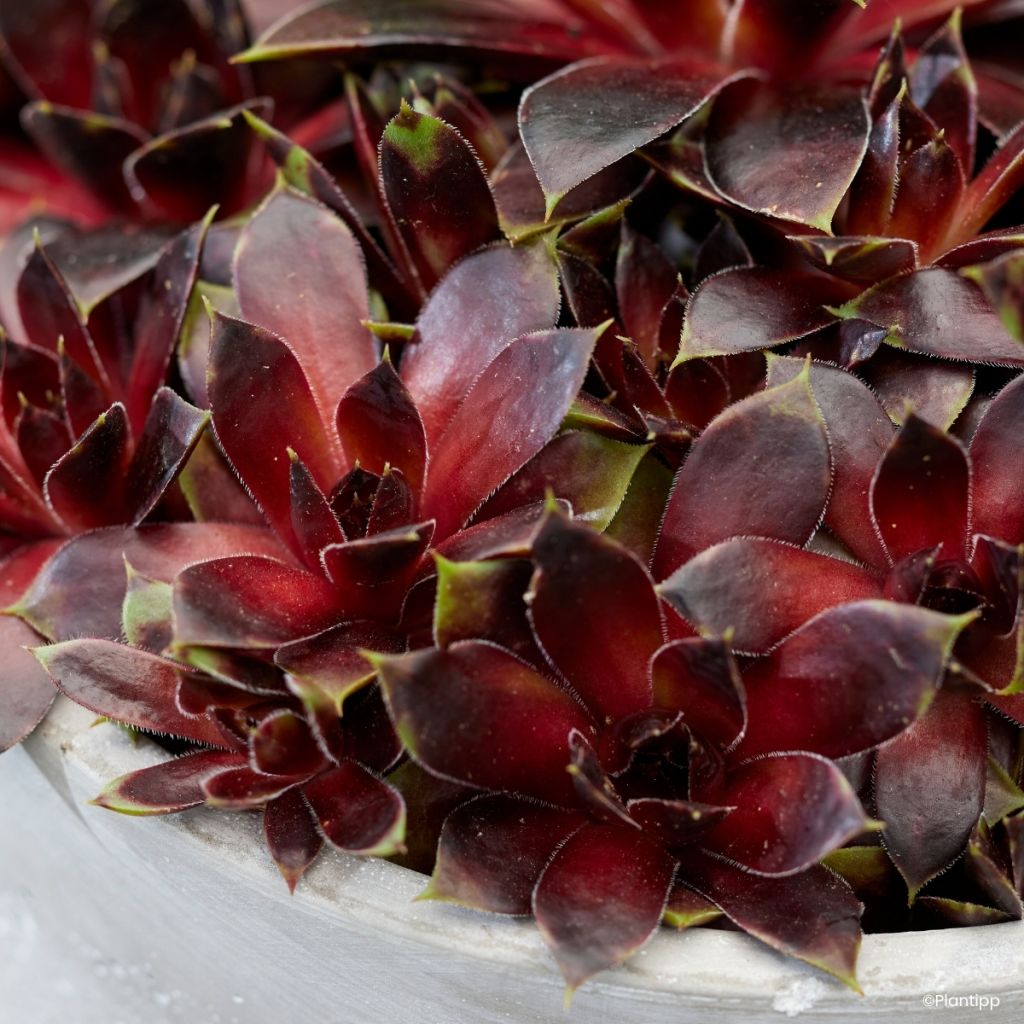 Sempervivum Coconut Crystal - Huislook