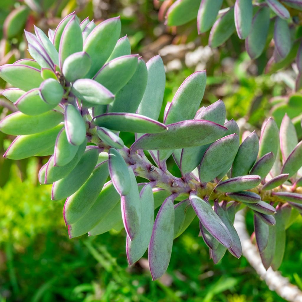 Senecio crassissimus - Vetkruid